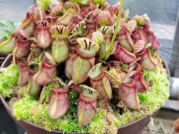 Cephalotus