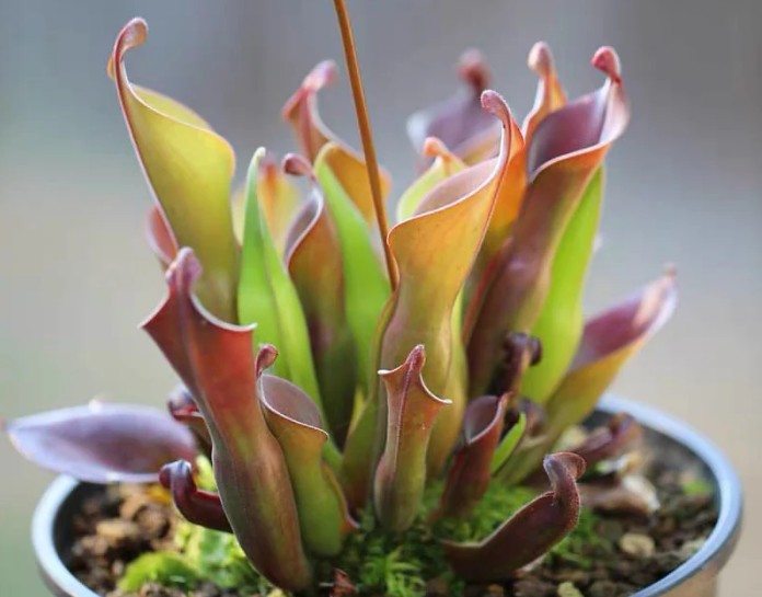 Heliamphora