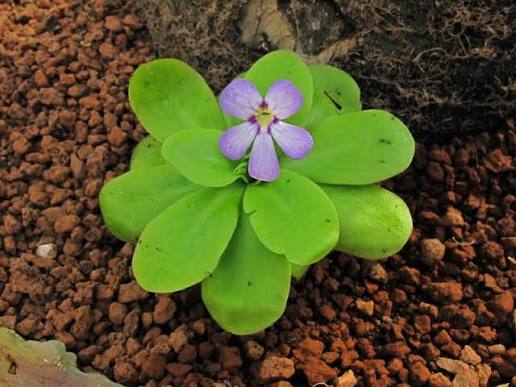 Pinguicula