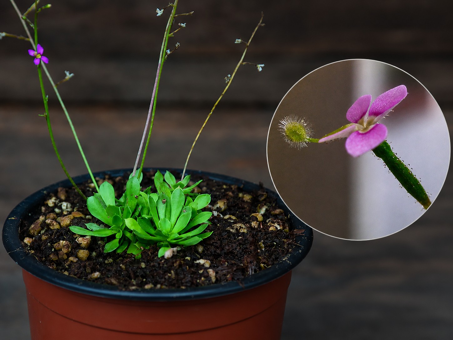 Stylidium