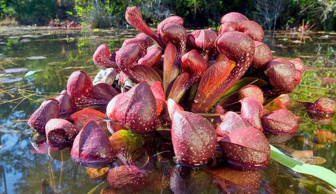 Sarracenia