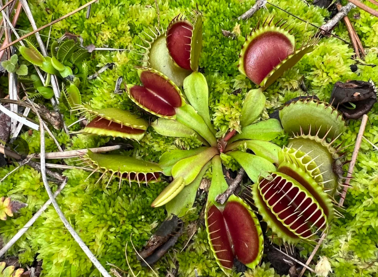 Venus atrapamoscas